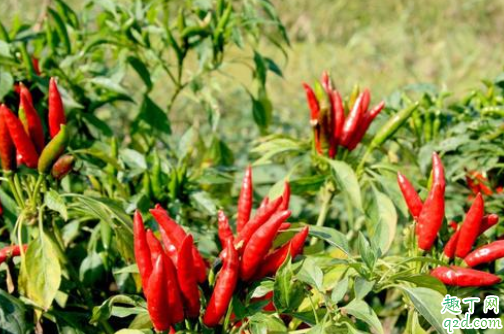 麦茬朝天椒如何育苗 麦茬朝天椒什么时候移栽