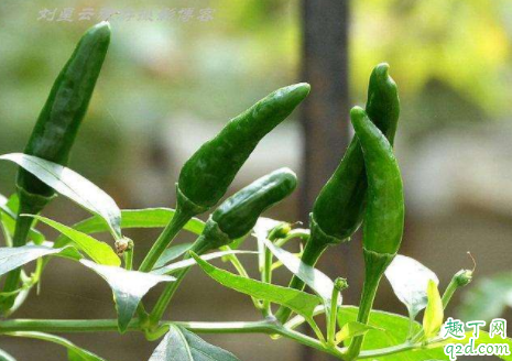 麦茬朝天椒如何选种 麦茬朝天椒怎么追肥