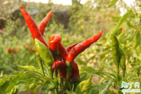 麦茬朝天椒如何选种 麦茬朝天椒怎么追肥