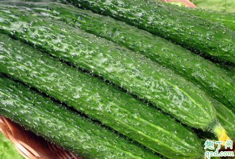 冬天要给黄瓜浇水吗 给黄瓜浇水的禁忌有哪些