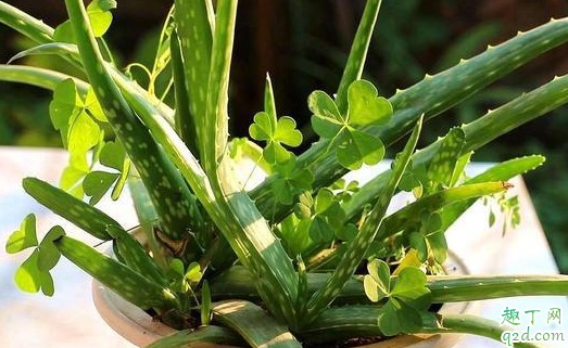 芦荟可以用有花生皮的土种植吗 种芦荟的花生壳如何处理