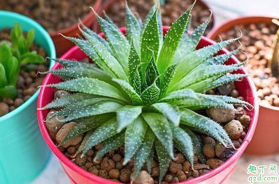 芦荟可以用有花生皮的土种植吗 种芦荟的花生壳如何处理