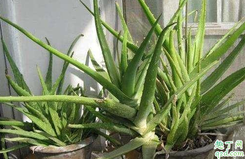 芦荟可以用有花生皮的土种植吗 种芦荟的花生壳如何处理