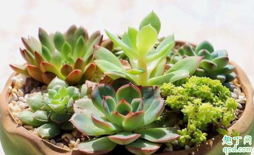 生根粉水可以浇栀子花吗 栀子花适合什么土壤