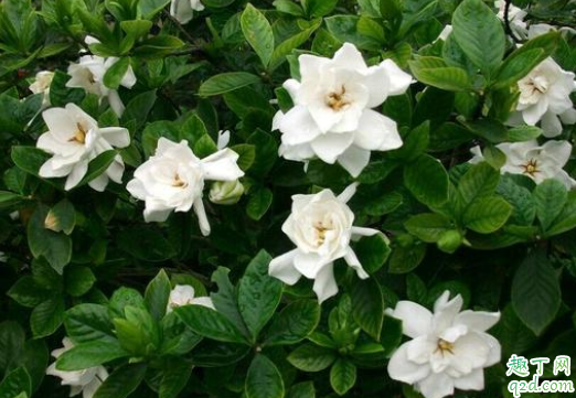 生根粉水可以浇栀子花吗 栀子花适合什么土壤