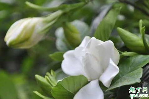 生根粉水可以浇栀子花吗 栀子花适合什么土壤