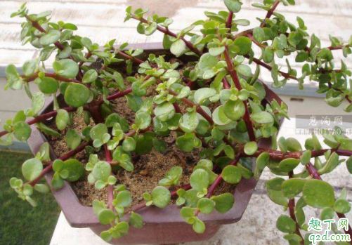 金枝玉叶得黑腐怎么办 金枝玉叶闷根了如何处理