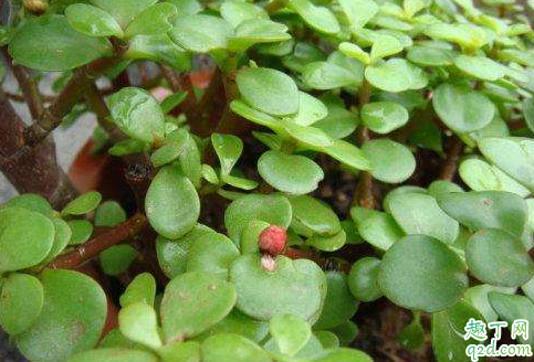 金枝玉叶得黑腐怎么办 金枝玉叶闷根了如何处理