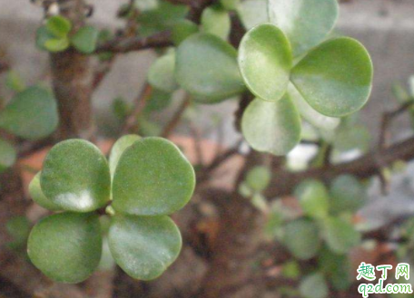 金枝玉叶得黑腐怎么办 金枝玉叶闷根了如何处理