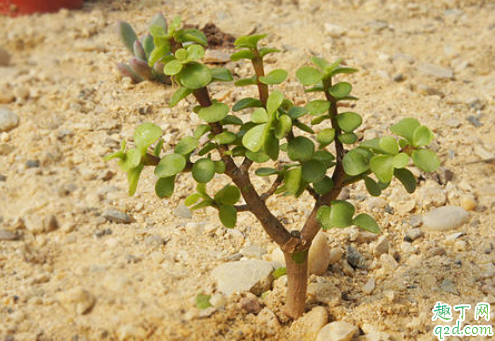 金枝玉叶得黑腐怎么办 金枝玉叶闷根了如何处理