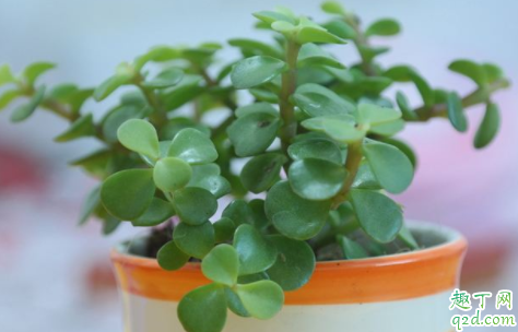 金枝玉叶掉叶子怎么办 金枝玉叶掉叶子如何施肥