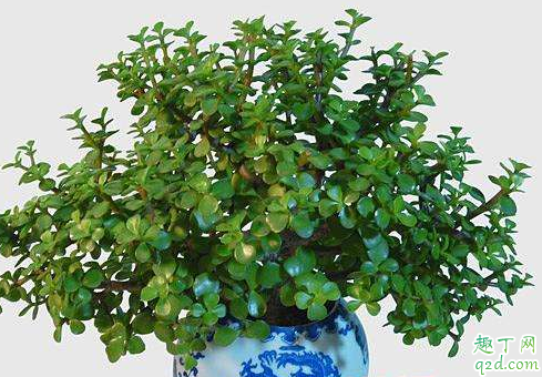 金枝玉叶掉叶子怎么办 金枝玉叶掉叶子如何施肥