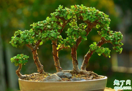 金枝玉叶掉叶子怎么办 金枝玉叶掉叶子如何施肥