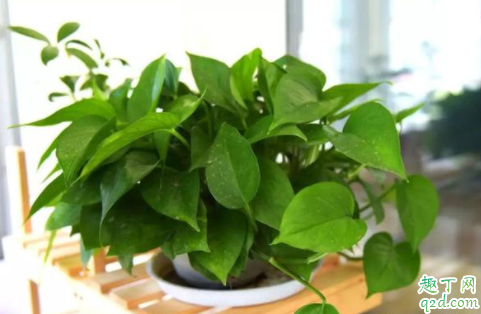 啤酒可以用来擦植物叶片吗 啤酒擦拭叶片要注意什么