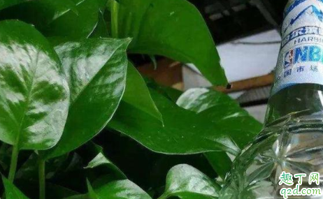 啤酒可以用来擦植物叶片吗 啤酒擦拭叶片要注意什么