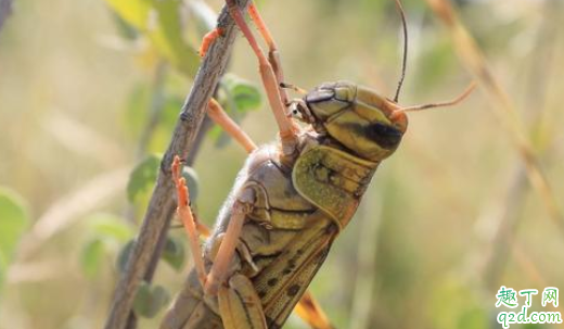 闹蝗灾的时候为什么不吃蝗虫 闹蝗灾的蝗虫为什么不能吃