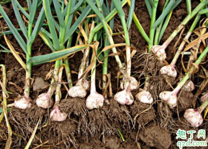 疫情对大蒜的影响大吗 疫情过后大蒜会涨价吗