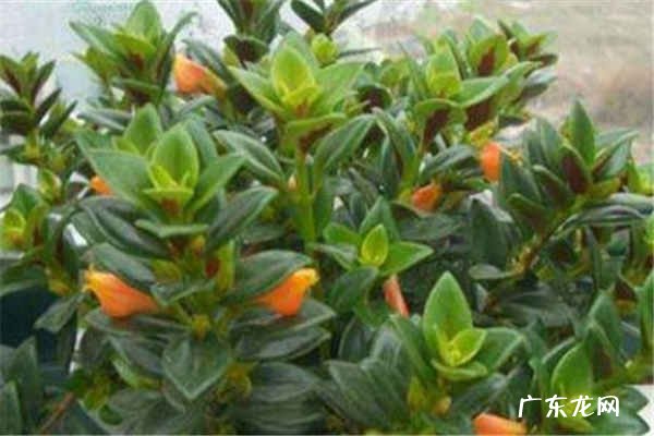 金鱼吊兰怎么养才能爆盆 金鱼吊兰家庭养法