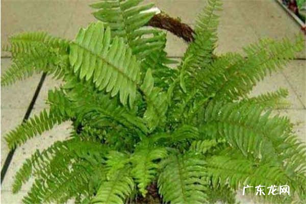 波士顿蕨怎么养才能爆盆 波士顿蕨家庭养法