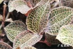 金线莲怎么养才能更茂盛 什么时候开花