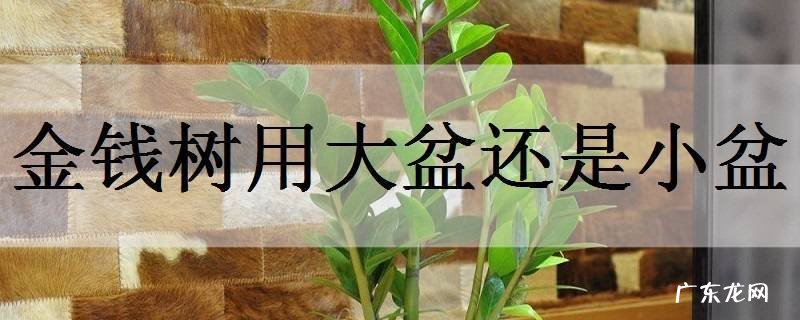 金钱树用大盆还是小盆