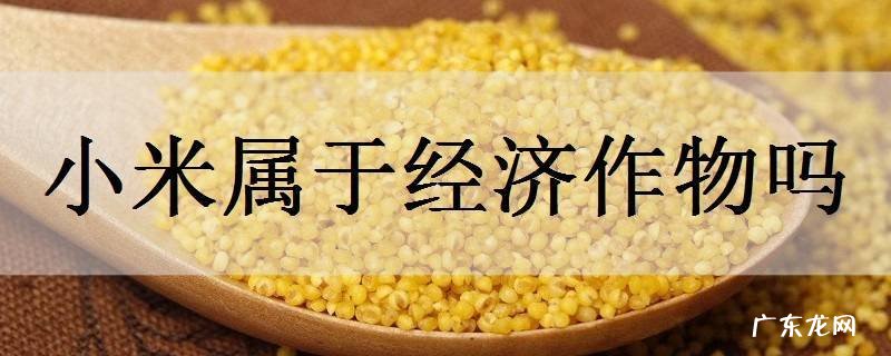 小米属于经济作物吗