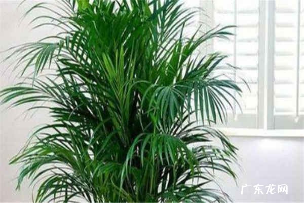 散尾葵怎么养才能更旺盛 怎么养才能开花