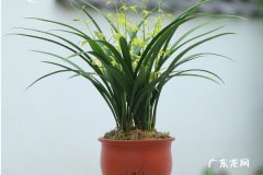 墨兰开完花后怎么处理 需要做哪些工作