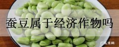 蚕豆属于经济作物吗