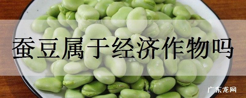 蚕豆属于经济作物吗