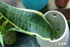 虎皮兰能水培吗 怎么水培