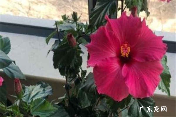 怎么让扶桑多开花 花期如何养护