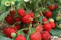 怎样判断草莓苗要浇水了 都有哪些方法