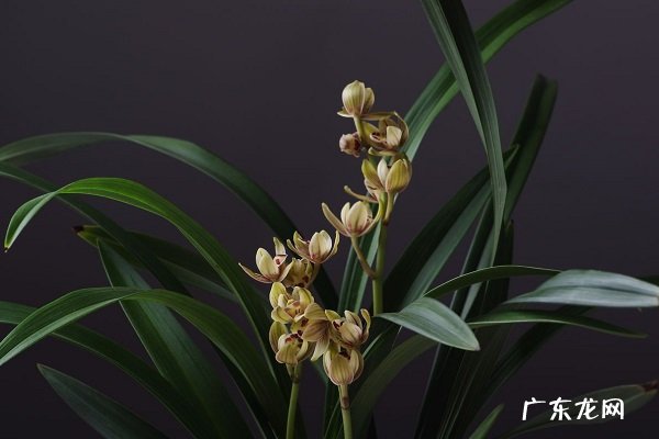 墨兰叶子扭曲发干怎么回事 应该如何解决