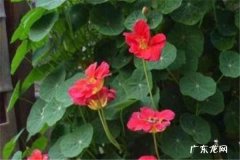 旱金莲爬藤吗 怎么爬藤