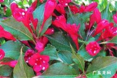 锦带花什么时候开花 如何促进锦带花开花