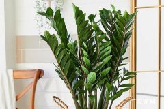 摇钱树为什么掉叶子还发黄 怎么处理最合适