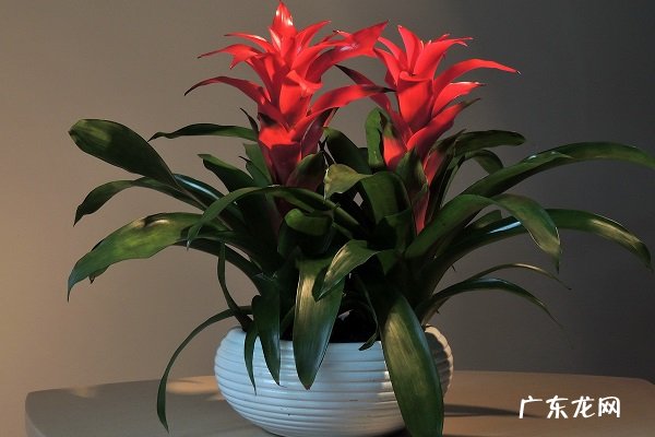 鸿运当头花谢了怎么办 需要怎么处理