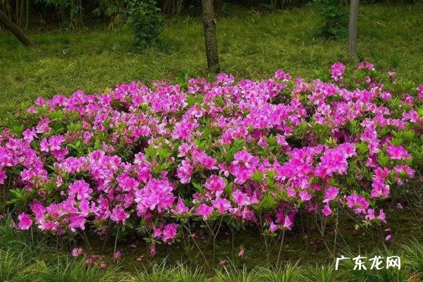 杜鹃花最佳浇水法 花期怎么浇水