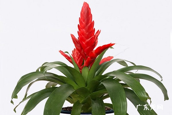 莺哥凤梨怎么养 哪些因素最重要