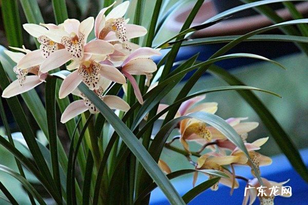 怎样判断兰花缺水 缺水怎么处理