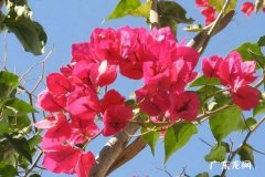 三角梅春季养护技巧有哪些 需要我们怎么做