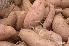 地瓜长芽还能吃吗 需要注意什么