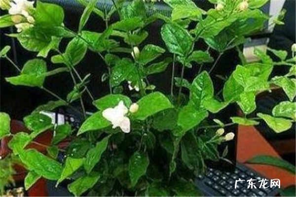茉莉花怎么养才能爆盆 茉莉花家庭养法