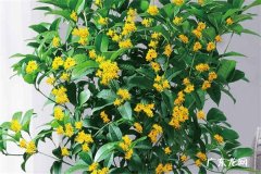 桂花嫁接最佳时间 什么时候嫁接好