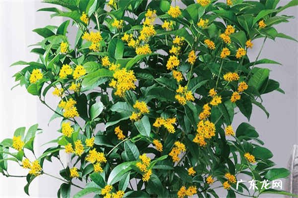 桂花嫁接最佳时间 什么时候嫁接好