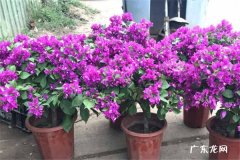 三角梅泡水几天就生根怎么扦插