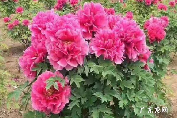 地栽牡丹开春怎么浇水 如何养护牡丹