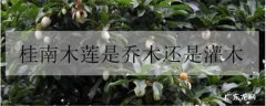 桂南木莲是乔木还是灌木