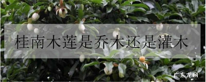 桂南木莲是乔木还是灌木